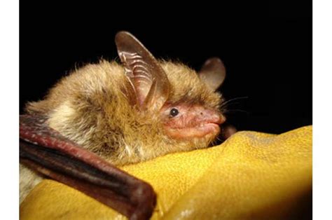 Report: Climate change, disease imperil North American bats